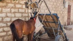 Affaire de vol d’un cheval et d’une charrette : deux ans de prison ferme