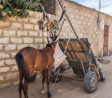 Affaire de vol d’un cheval et d’une charrette : deux ans de prison ferme