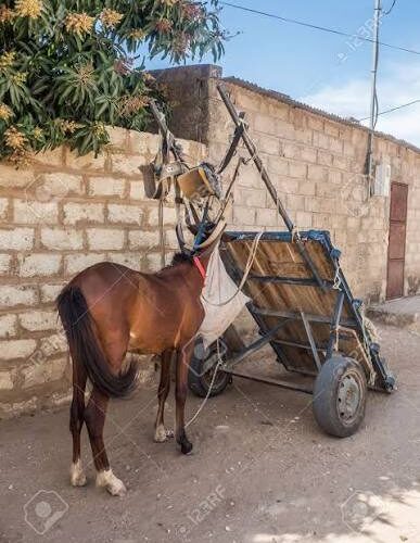 Affaire de vol d’un cheval et d’une charrette : deux ans de prison ferme