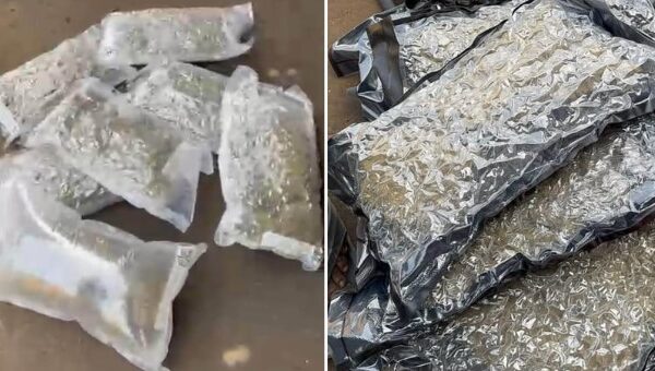 Trafic de drogue : 10 kg de haschich d’une valeur de 120 millions FCFA saisis au port de Dakar